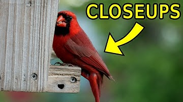 Proven Way To Get Closeup Bird Photos and Videos