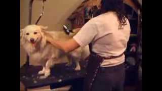 conair pro dog grooming kit