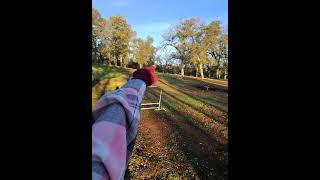 Amazing Daisy The Stafford Agility Update