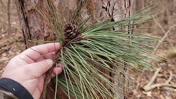 ID That Tree: Red Pine