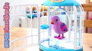 Pajarito parlanchín su jaula (Little Live Pets) Pia, canta y repite lo que dices. - YouTube