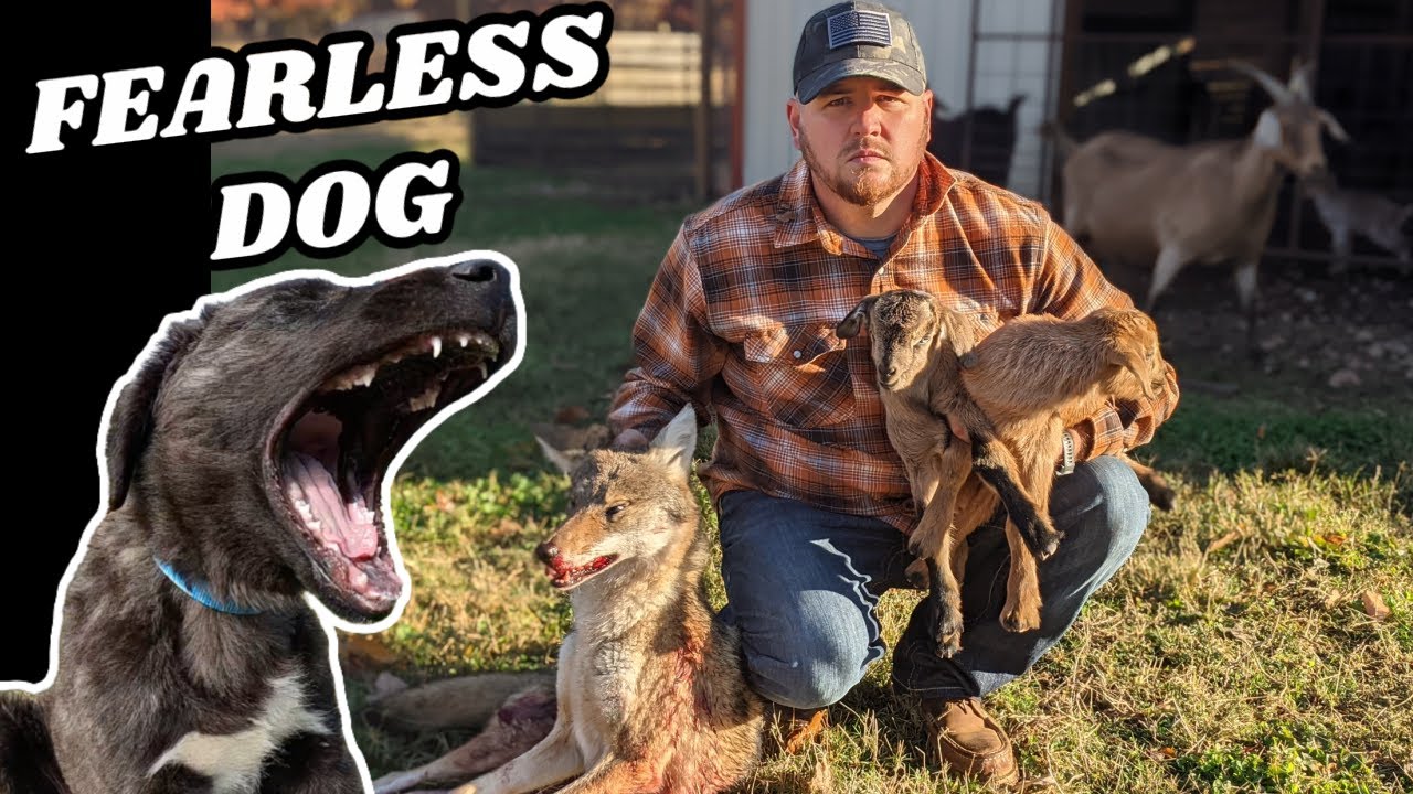 Fearless Livestock Guardian Dog Saves Baby Goats From A WILD COYOTE