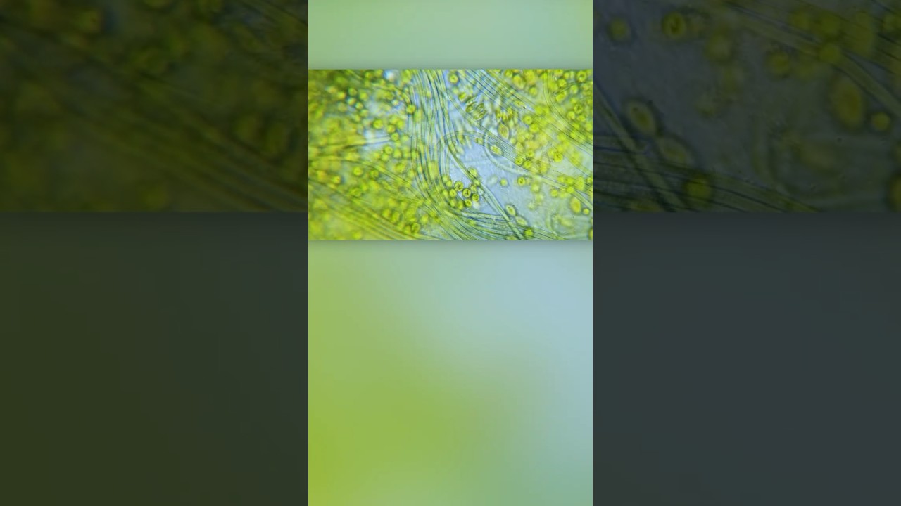 Sunlight, Rocks, and the Origins of Life: Minik Rosing