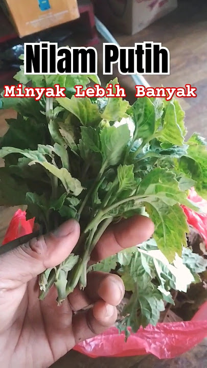 Jenis Nilam Putih ‼️Kualitas Minyak Lebih Tinggi