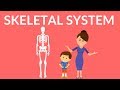 Unveiling The Secrets Of The Human Skeleton