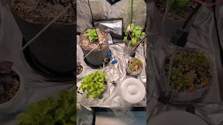 Рубрика експерименти! Переселив перці в аутдор. #growbox #growing #autdoor