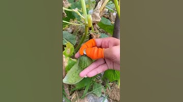 vegetable fingers cutting tools #shorts #gadgets