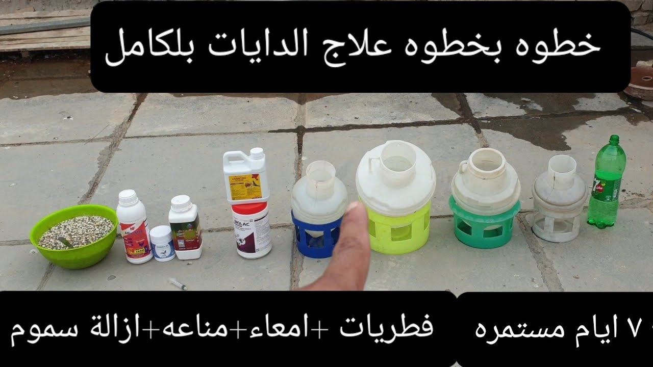 اللهم صلي على محمد وال محمد 🤲شرح علاج الدايه بالكامل موسم الصيف وشنو نحتاج للحفاظ على الحمام تابع