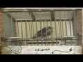 Magnifique Chant du Chardonneret (y) par la page Chardonneret BK