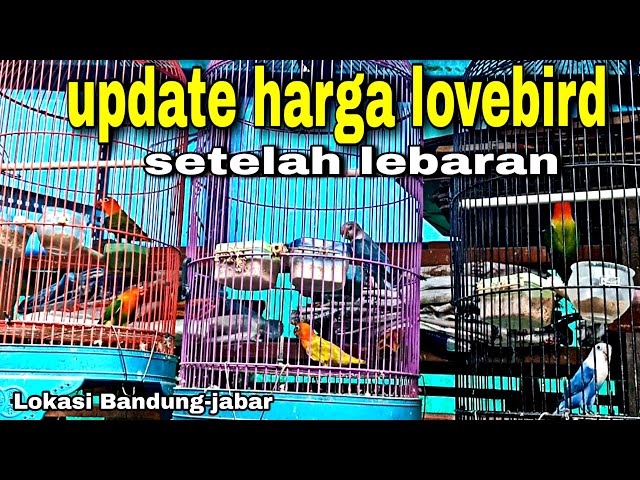 update harga LOVEBIRD BIOLA terbaru Bulan April 2024 setelah Idul fitri class=