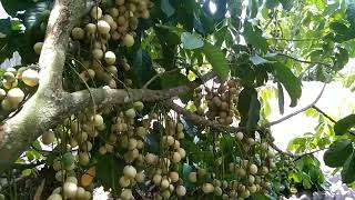 Download Lagu Panen duku manis dan menyegarkan di belakang rumah MP3