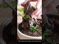 螺旋階段のある苔テラリウム