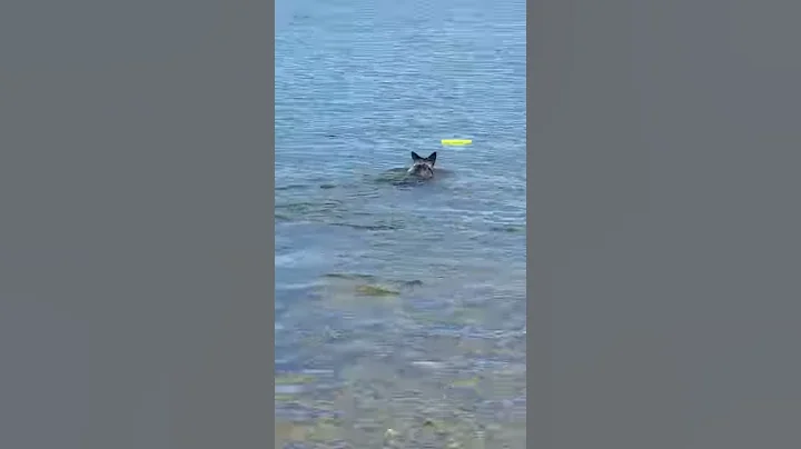 Rocky dog swimming for his stick