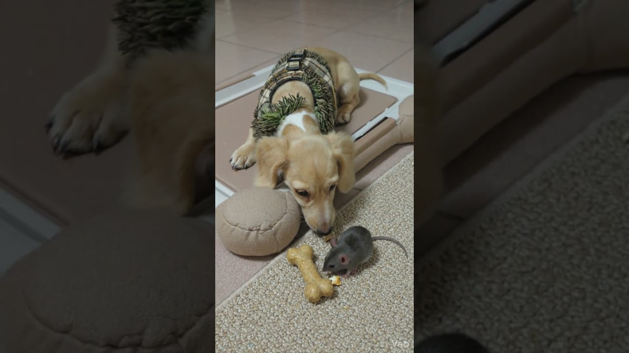 Dog Meets Mouse… Then This Happens ❤️