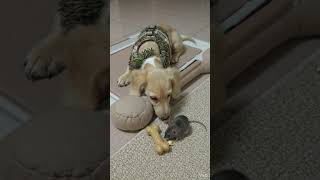 Dog Meets Mouse Then This Happens
