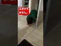 【うつ病の妻】頭が重くて上がらなくてほふく全身でお手洗い行き来　※決してふざけてません　#shorts #うつ病　#適応障害　#休職