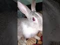 🐇rebit🐇#viralshortvideo#likeandsubscribe