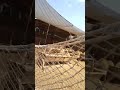 أقوي وأخطر معركة نطح بين الخرفان