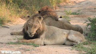 WildEarth - Sunrise Safari -  20 November 2023