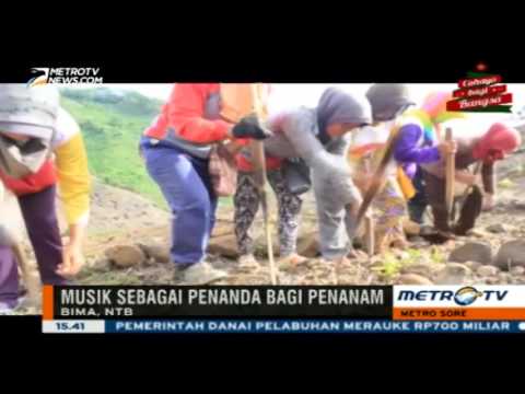 Sagele, Tradisi Bercocok Tanam Diiringi Musik Khas Bima