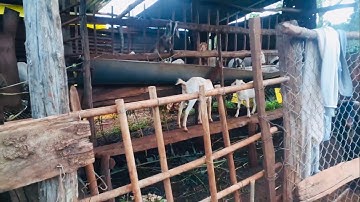 Bán rẻ tổng 790 triệu! 9485m2 đất vườn cf sầu riêng có nhà rẫy chuồng trại đầy đủ ở Chư Sê Gia Lai