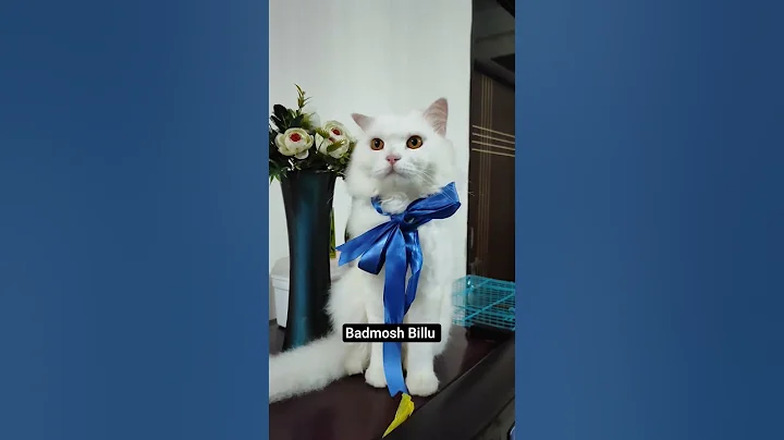 Video 10730121: persian cat meowing cute