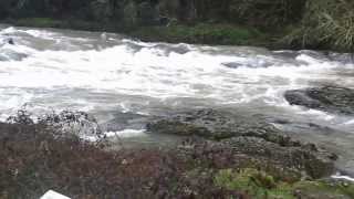 Rapids - Calapooia River - Crawfordsville, OR