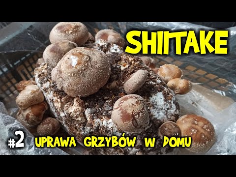 Grzyby Shiitake uprawa w domu - twardnik japoński, twardziak jadalny, zdrowe, tanie grzyby