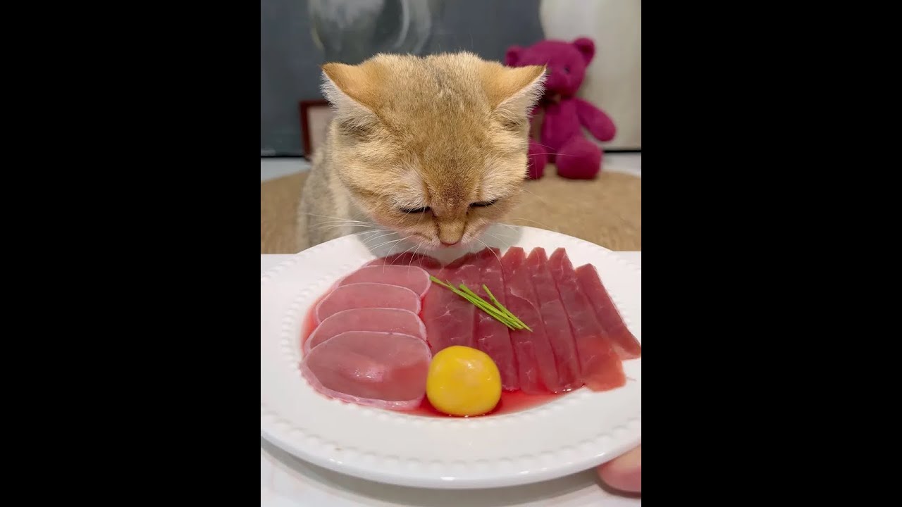 咪咪食堂开饭啦猫咪驾到