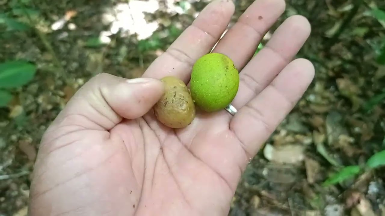 ESPERA DE MATEIRO / DEU MATEIRO NA ESPERA DO PIQUI