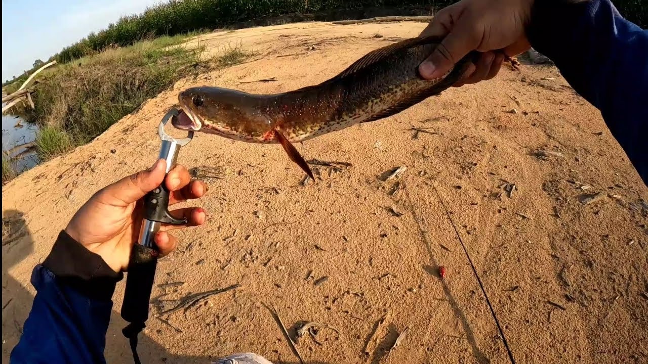 Casting Gabus Lagi!!!Spot Pinggir Hutan!!!