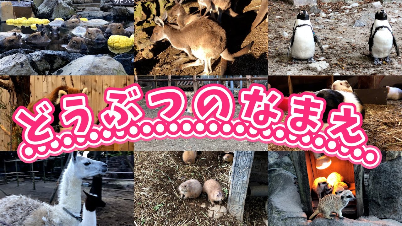 どうぶつのなまえをおぼえよう Youtube