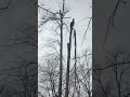 Tree climber fail  #treeremoval  #treefalling #epicfails
