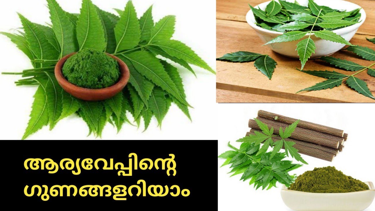 ആര്യവേപ്പ് നൽകുന്ന ഗുണങ്ങൾ/neem benefits malayalam/neem gunangal