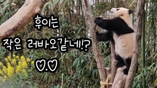 강할부지랑 나무타기 연습중인 아기들♡huibao ruibao♡