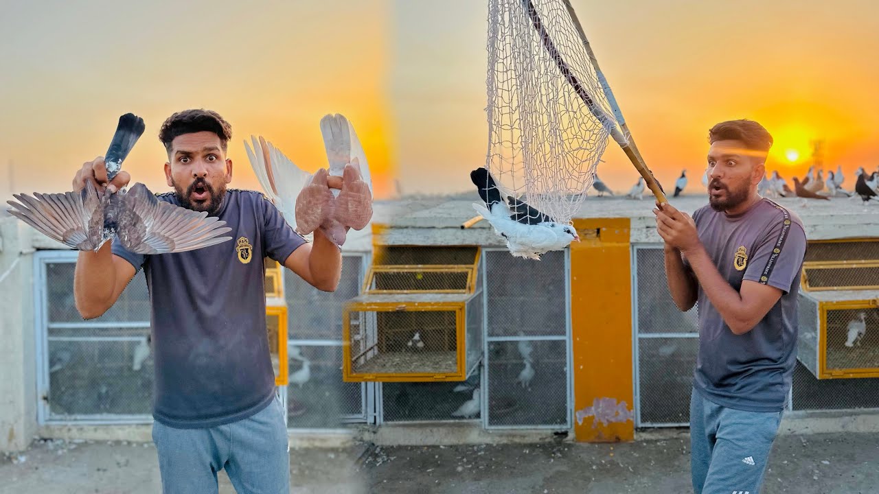 Aaj 3 kabutaro ko utar liya or 2 new kabutaron ko open kar diya 😳😮