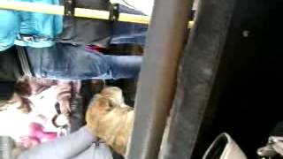 Кто потерял собаку??? (г.Нижний Новгород) Кто потерял собаку??? (г.Нижний Новгород)