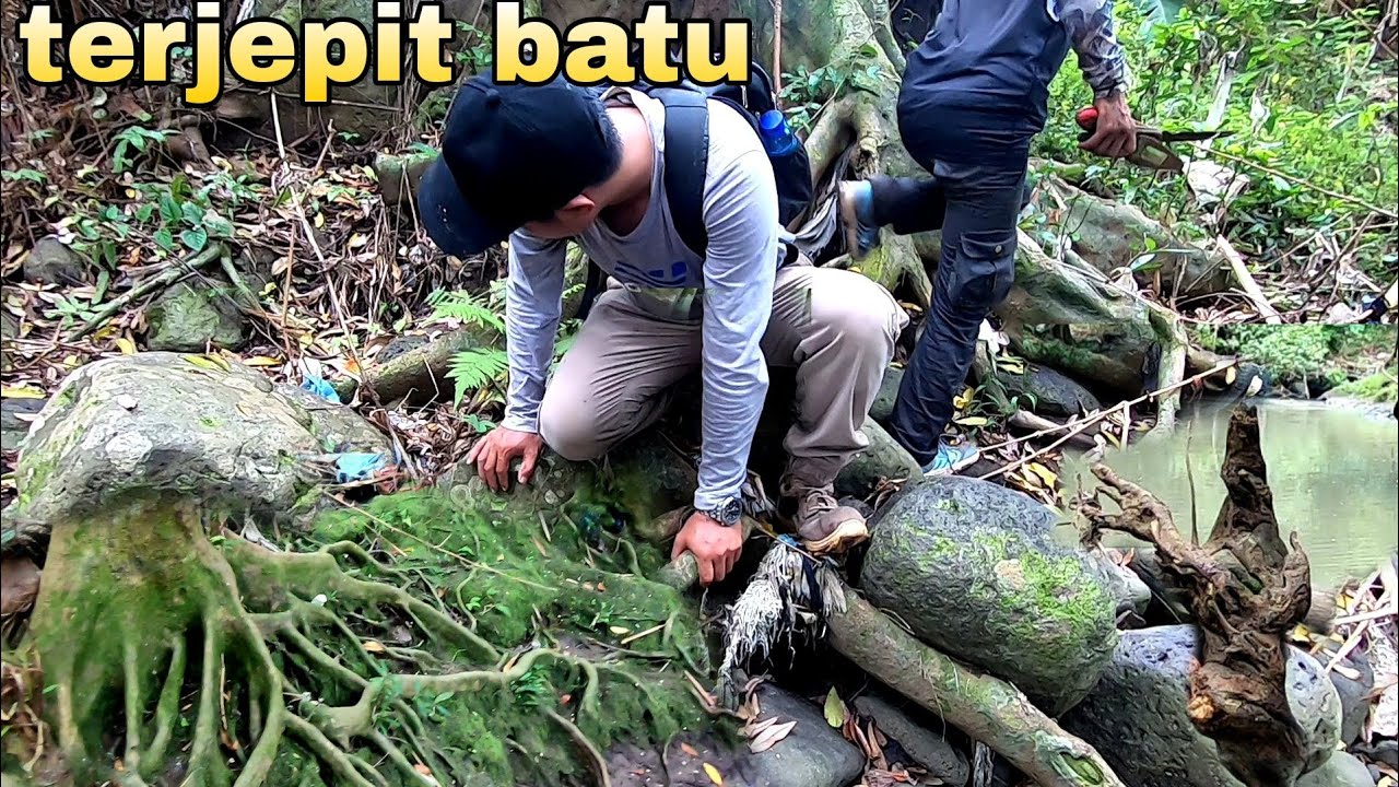Tidak Menyangka Dapat Bahan Bonsai PURBA