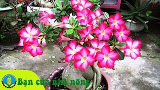 Cách trồng, ý nghĩa và công dụng bất ngờ ít ai biết của cây hoa sứ