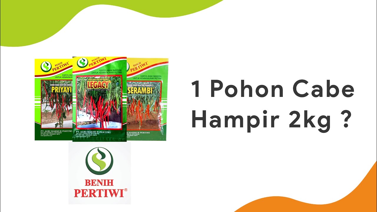 Rekomendasi Benih Cabe Keriting, Potensi Panen 2 Kg/Pohon? | Benih Cabe Pertiwi