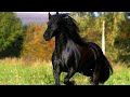 Фризская порода лошадей|всё о фризской лошади