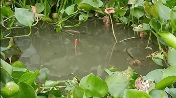 Câu cá trúng ổ cá chép vàng, chép đen, cá trê, cá rô, cá rô phi, cá điêu hồng | Câu cá ổ T186