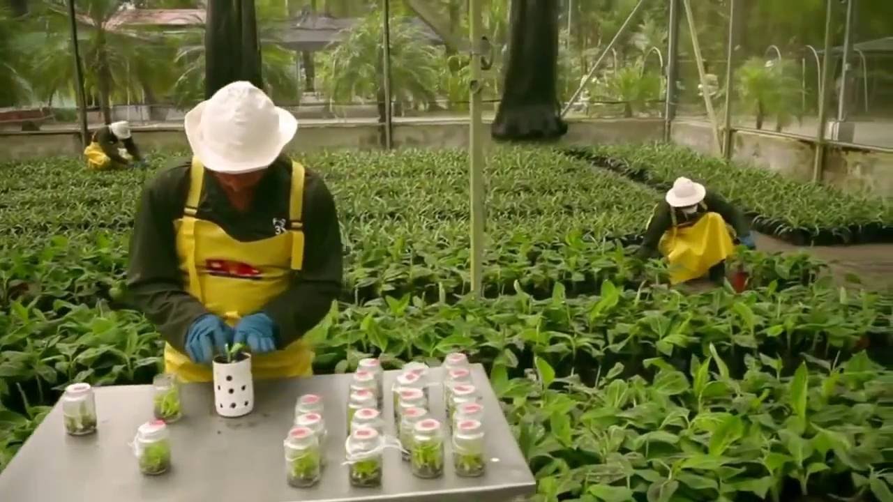 Ini Cara Berkebun Pisang secara Modern