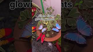 #nightgarden #garden #gardening #plantsofindia