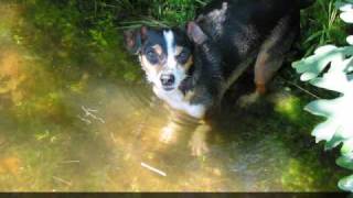 Hunting In The Vernal Pool