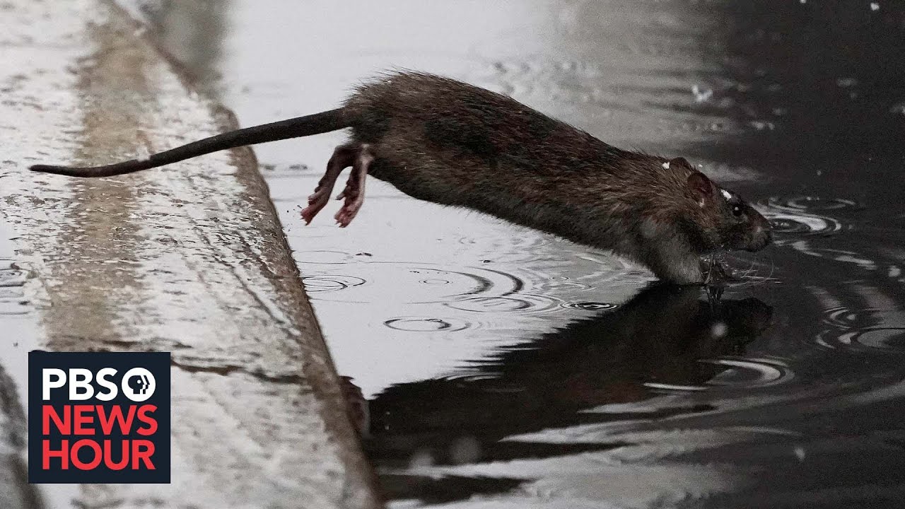 Rats Are Overrunning Cities