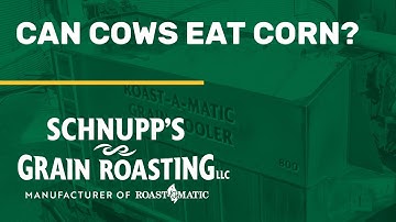 Can cows eat corn?