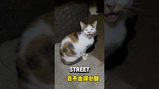 Bullied Stray Cat Saved Her Colony With Her Charms❤️#catshorts #catvideo #cat