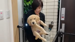Remember to stay home alone. Towards a free life. 【Golden Retriever japan】