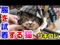 【ペットショップで猫に服&ハーネス試着】リキちゃんファッションショー☆ちょっと脱線アリｗ☆ペット同伴・お出かけ動画②・猫と一緒【リキちゃんねる】Cat video　きじしろねこのいる暮らし